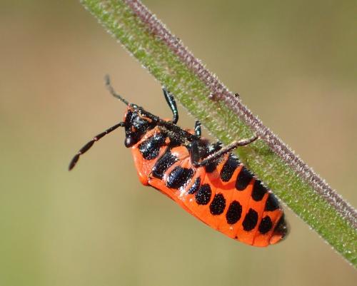 Réf. 212 677 : Eurydema dominulus
